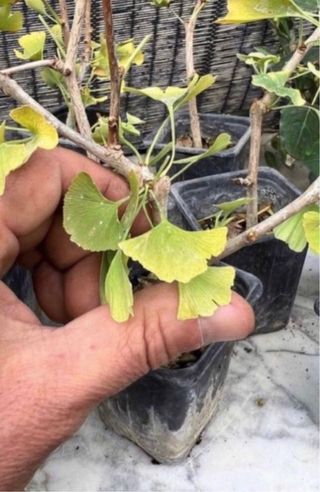 PLANTONES PARA BONSAI DE GINKGO DE HOJA DIMINUTA