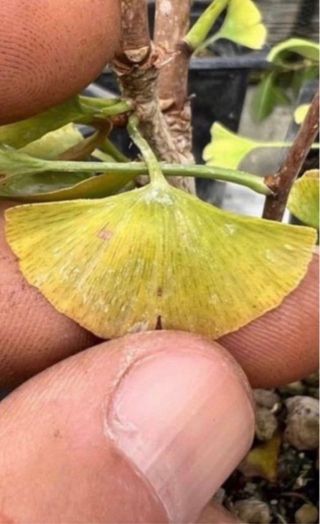 PLANTONES PARA BONSAI DE GINKGO DE HOJA DIMINUTA