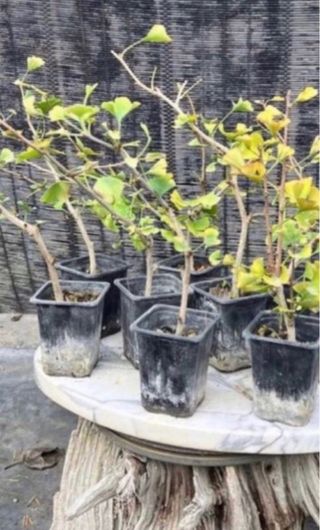 PLANTONES PARA BONSAI DE GINKGO DE HOJA DIMINUTA