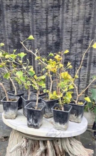 PLANTONES PARA BONSAI DE GINKGO DE HOJA DIMINUTA