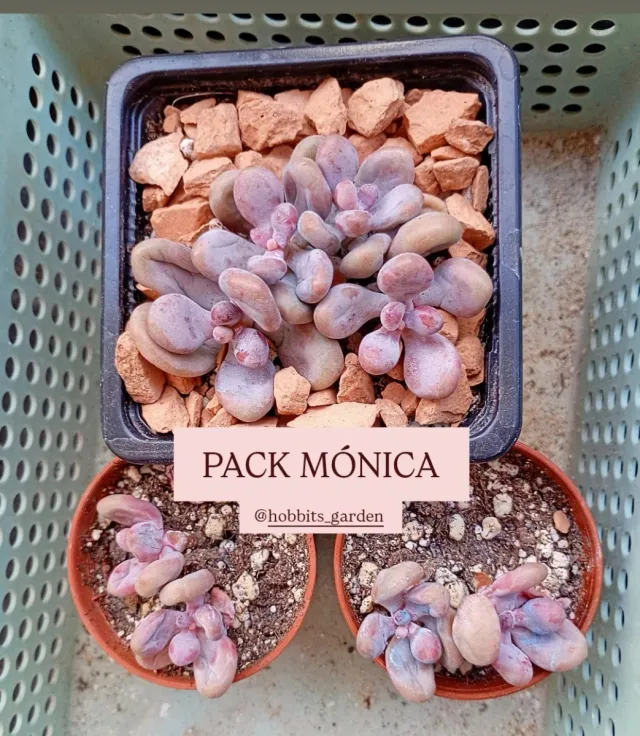 Pack Suculentas Mónica