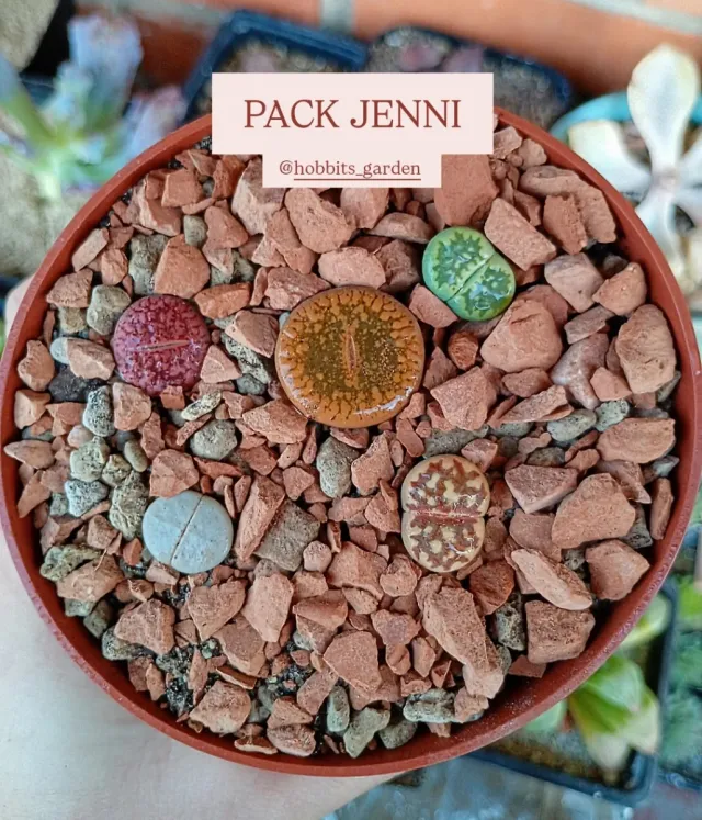 Pack Lithops Jenni - Suculentas