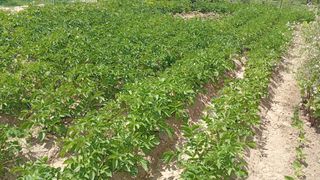 Parcela , terreno, campo en venta