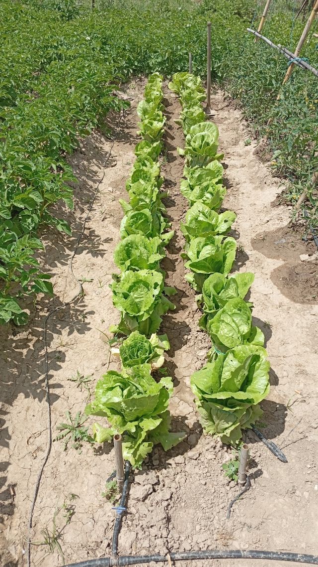 Parcela , terreno, campo en venta