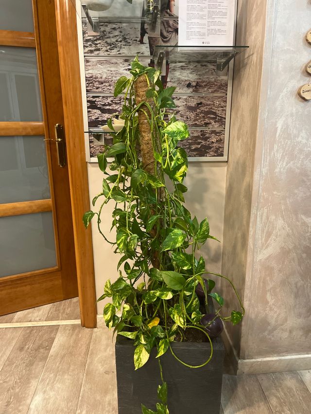 Planta Potos de Interior