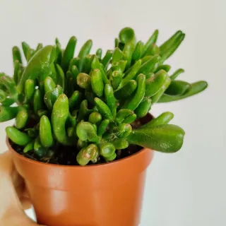 Crassula Ovata Gollum Planta Suculenta
