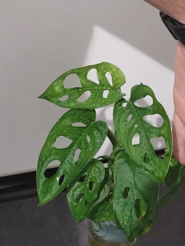 Monstera Adansonii Planta