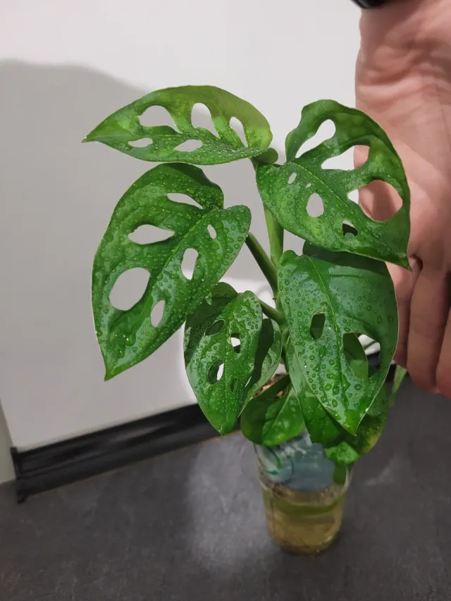 Monstera Adansonii Planta