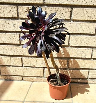AEONIUM ROSA MORADA 1 FLOR