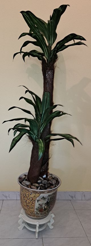 Planta decorativa de interior