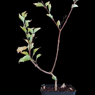 Arce Nioi "Premna Japónica"