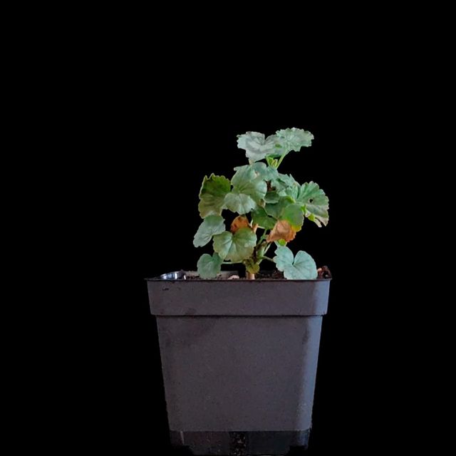 Geranio Japonés MINI de flor roja