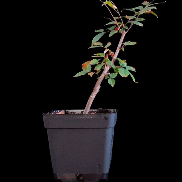 Zelkova Serrata