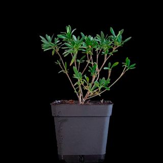 Gardenia Jasminoides japonesa