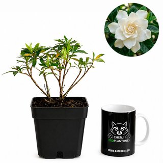 Gardenia Jasminoides japonesa