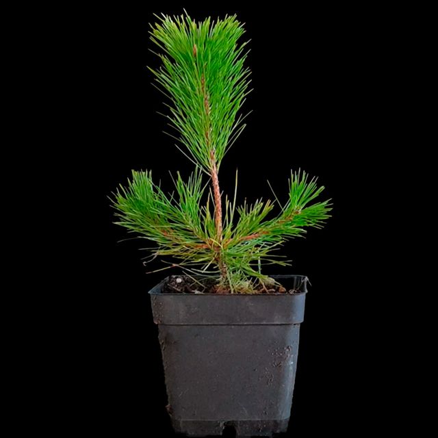 Pinus Densiflora - Pino rojo japonés