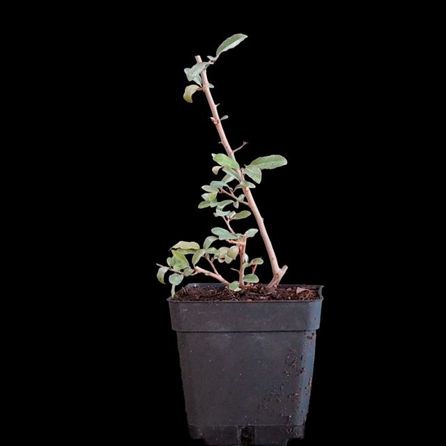 Eleagnus Pungens japonés