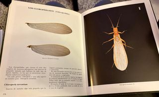 Libro Moscas para la Pesca Rafael Del Pozo Obeso