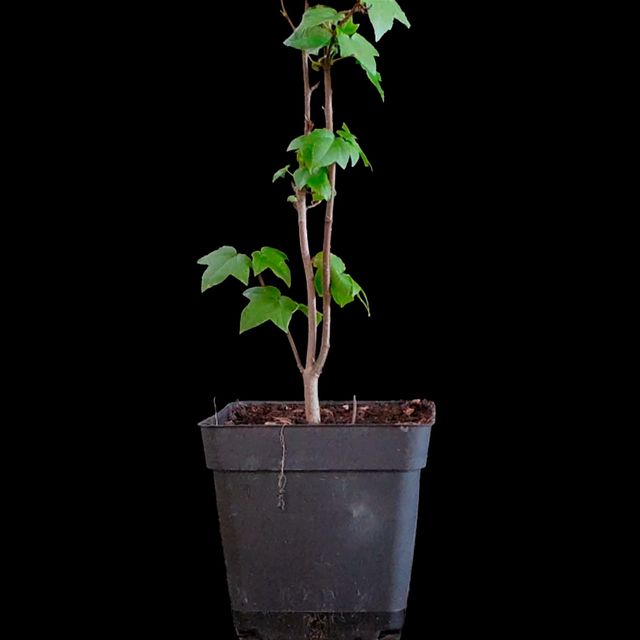Liquidambar