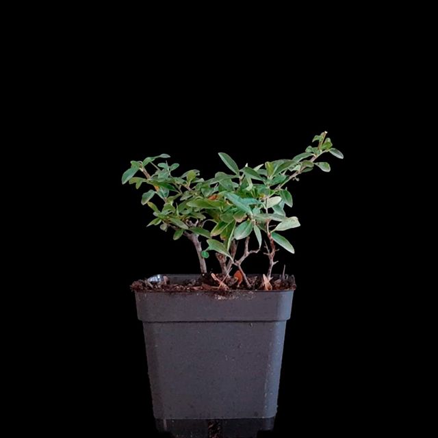 Pyracantha