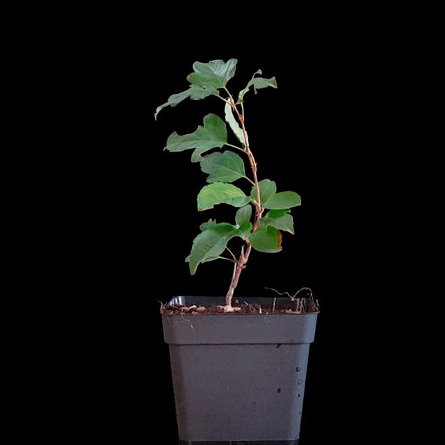 Manzano "Malus Everest"