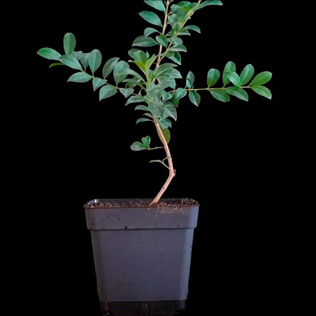 Eugenia Myrtifolia