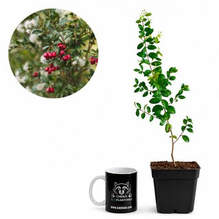 Eugenia Myrtifolia