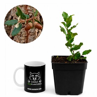 Alcornoque "Quercus Suber"