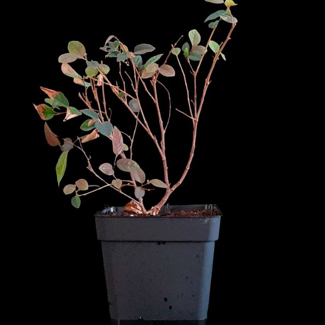 Loropetalum