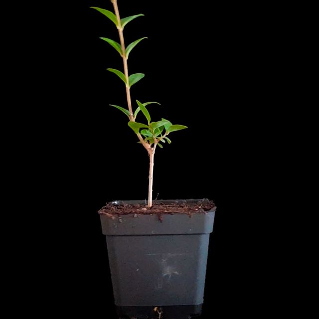 Aligustgre "Ligustrum"