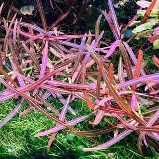 Lote de 12 plantas de acuario INICIACION