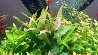 Lote de 15 plantas de acuario INICIACION