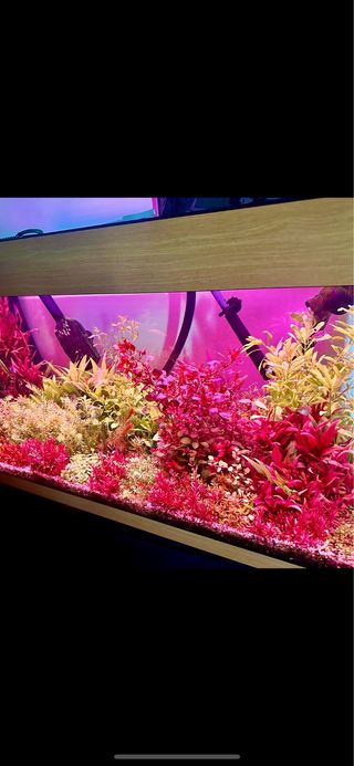 Lote de 15 plantas de acuario INICIACION