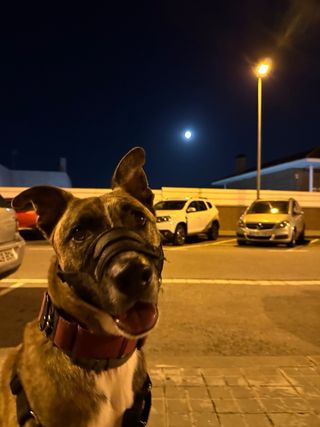 cuidador y paseador de perros