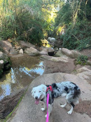 cuidador y paseador de perros