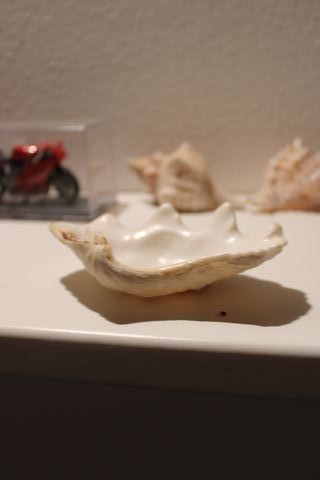 Conchiglia Marina Naturale | Tridacna gigante