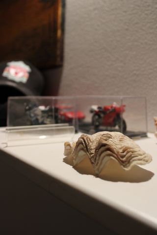 Conchiglia Marina Naturale | Tridacna gigante