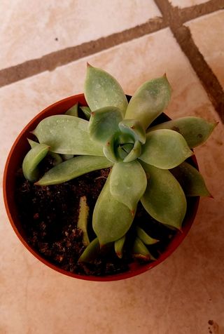 Planta suculenta en maceta