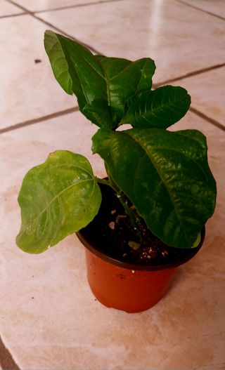 Planta de parchita o maracuyá joven en maceta