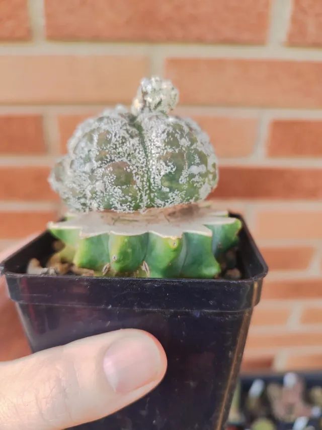 Astrophytum asterias monstruoso