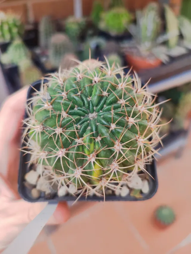 Echinopsis calorubra variegada