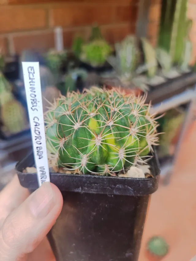 Echinopsis calorubra variegada
