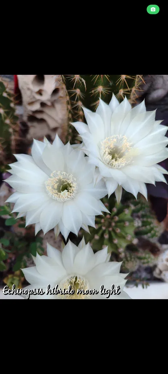 Echinopsis Moon Light Cactus