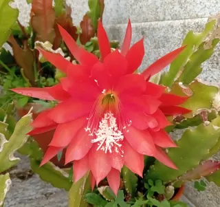Epiphyllum rojo