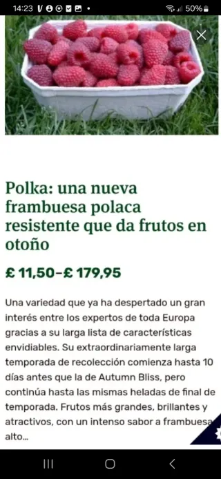 Frambuesa Polka remontante