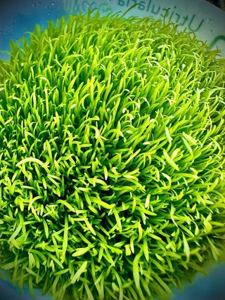 Lote de 12 plantas de Acuario INICIACION