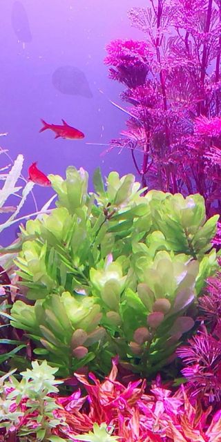 Lote de 10 plantas de acuario VARIADO