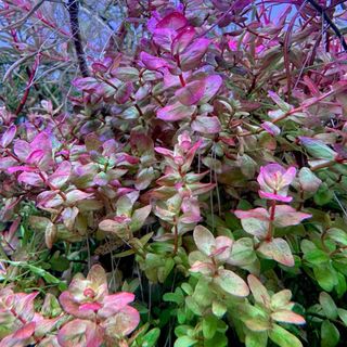 Lote de 15 plantas de acuario VARIADO