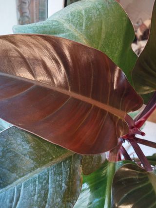 Philodendron Monstera Planta Viva