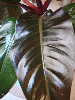 Philodendron Monstera Planta Viva